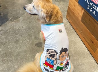 坂上忍さん運営保護犬猫ハウス「さかがみ家」の支援グッズ：ドッグデプトコラボ