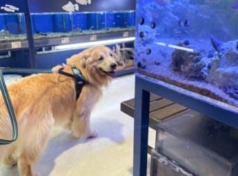 鍼治療前に立ち寄ったペットショップでセナ8歳7ヶ月