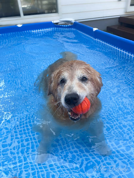 若犬の時に買ったボールにハマるセナ8歳の夏おうちプール