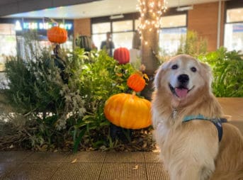 秋になって初めてのモール散歩ゴールデン・レトリーバーセナ 8歳9ヶ月