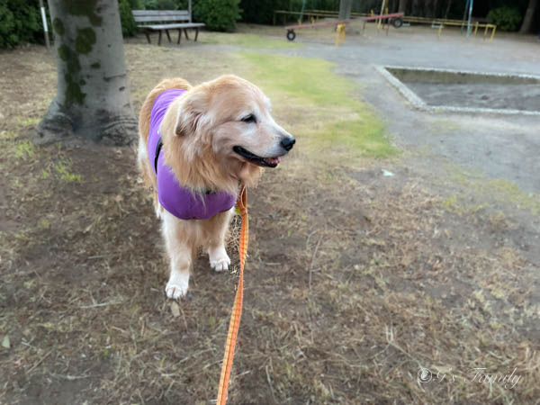 ゴールデン・レトリーバーセナ 8歳9ヶ月 久しぶりに公園に入った朝の秋散歩