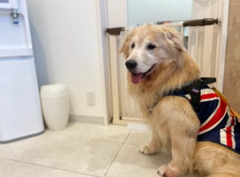 ゴールデン・レトリーバーセナ 8歳5ヶ月 動物病院の後