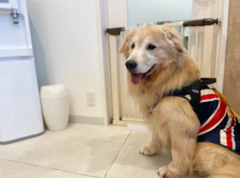 ゴールデン・レトリーバーセナ 8歳5ヶ月 動物病院の後