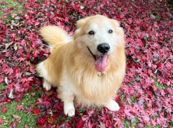 毎年来ている紅葉の季節のワフでセナ8歳