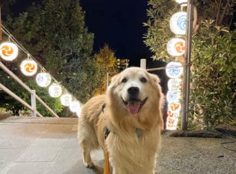 セナ9歳で迎えた元旦、神社にお参り