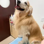 初めて耳血腫、初めての治療