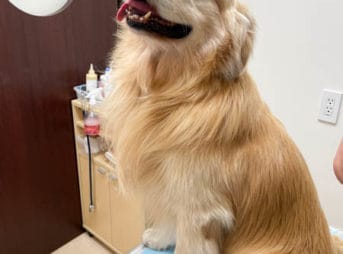 初めて耳血腫、初めての治療