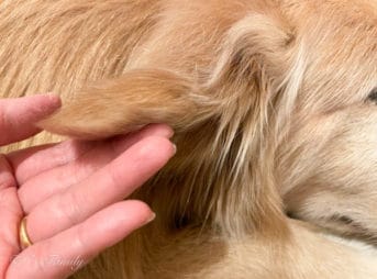 初めての耳血腫 9歳