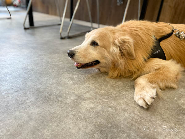 初めて訪問したカフェ セナ9歳2ヶ月 犬ご飯待ち