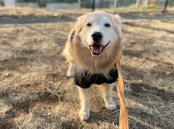 朝散歩を楽しむセナ 9歳2ヶ月