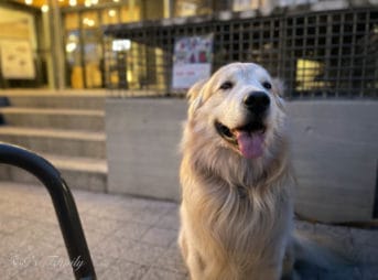 ゴールデン・レトリーバーセナ 9歳2ヶ月 3月なのに暑い週末