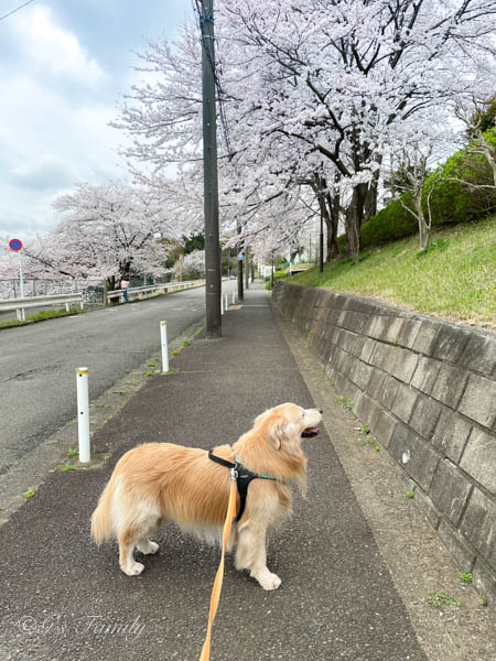 ゴールデン・レトリーバーセナ9歳の春、桜散歩