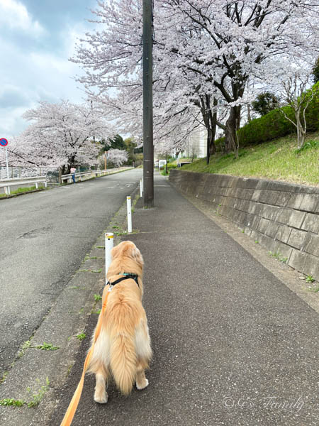 ゴールデン・レトリーバーセナ9歳の春、桜散歩