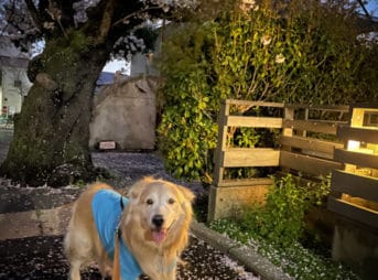 9歳春、セナと桜今年も。