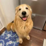 ゴールデン・レトリーバーセナ9歳5ヶ月 キッチンにて笑顔