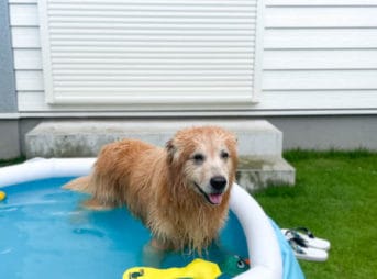 セナ9歳夏のおうちプール開始