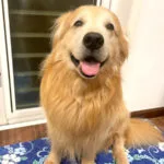 ゴールデン・レトリーバーセナ9歳6ヶ月