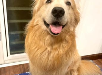 ゴールデン・レトリーバーセナ9歳6ヶ月