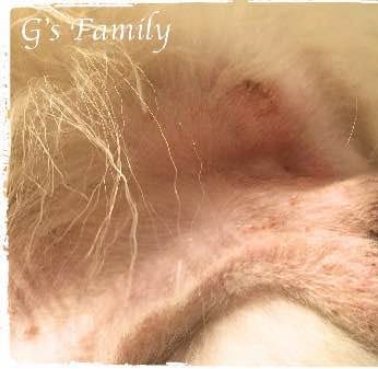 タマタマ(金玉・陰嚢)の付け根が赤く炎症を起こしている様子(2/2)