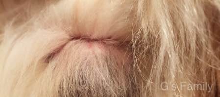 ゴールデン・レトリーバーセナ生後11ヶ月 タマタマ(金玉・陰嚢)の付け根が赤く炎症を起こしている