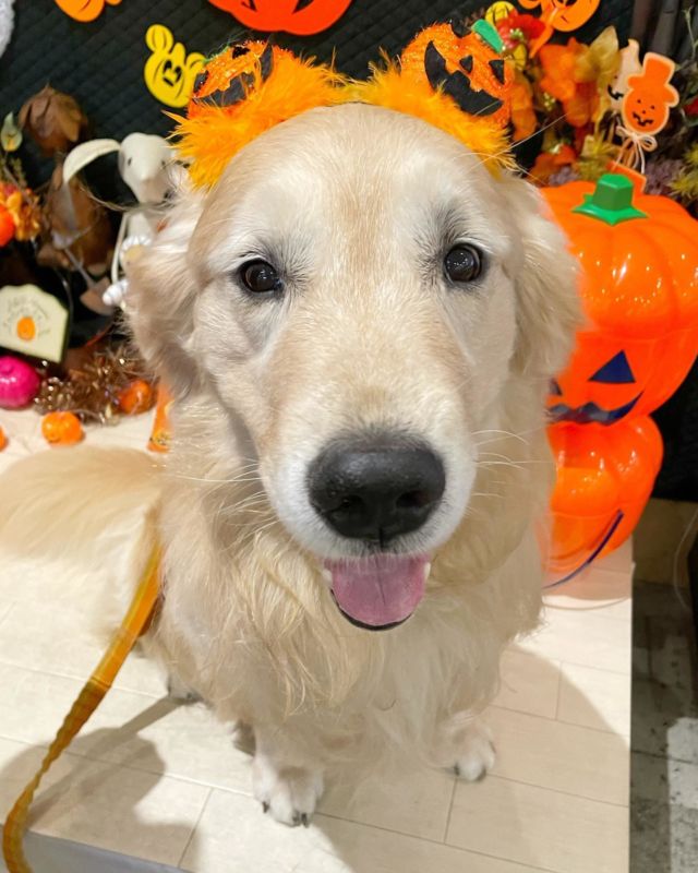 1歳 1歳半 指間炎 包皮炎などの皮膚炎治療内容 経過まとめ 犬の皮膚炎 ゴールデンレトリーバーとの生活 はじめます G S Family